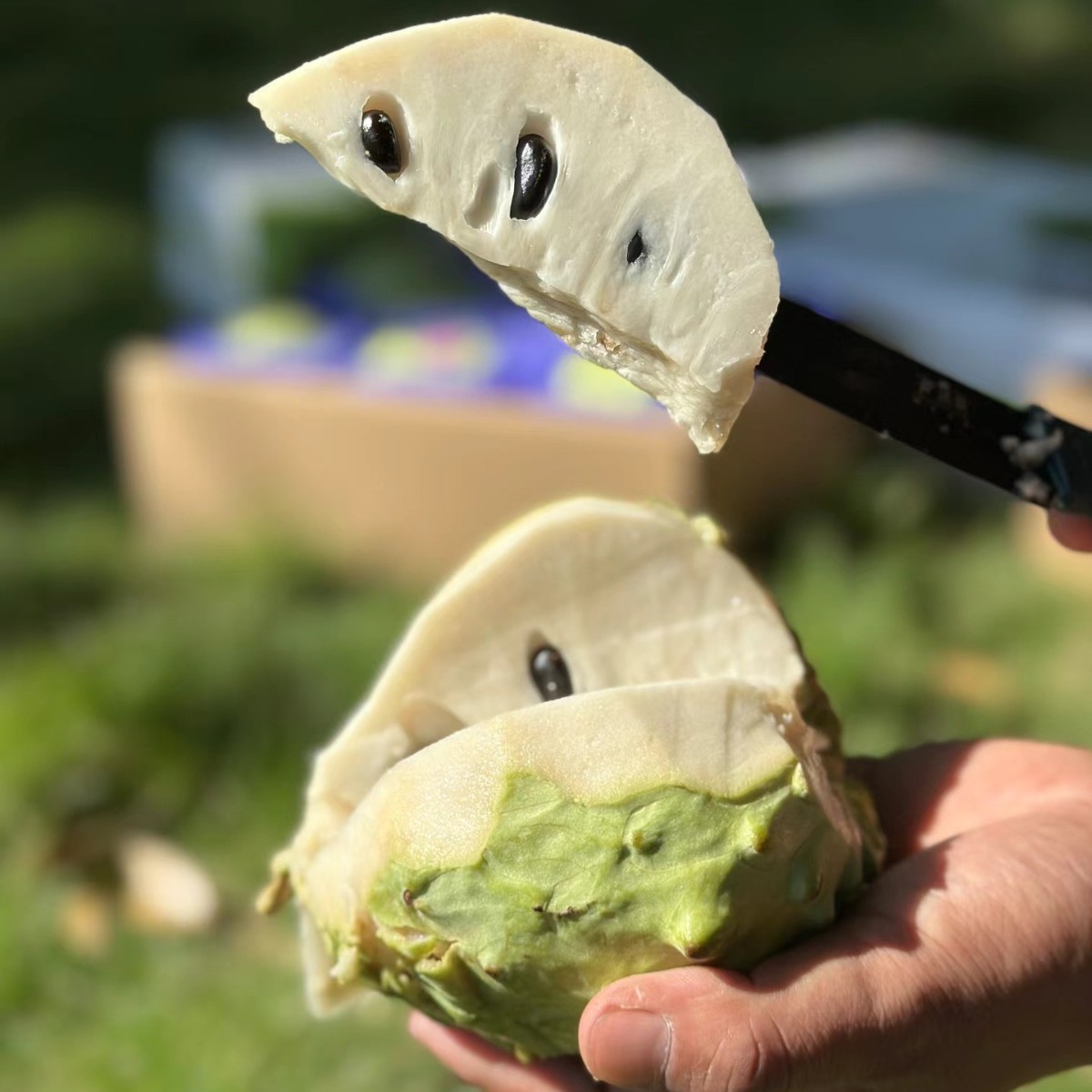 Fresh Pineapple, Soursop, Large-Eyed Pineapple, Milk Fruit, Buddha's Head Fruit, Ringo Fruit, Seasonal Fruit Sf Express