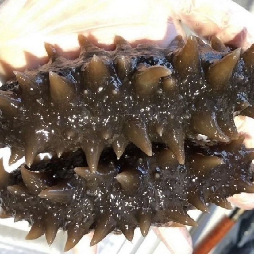 Russian Imported Wild Sea Cucumber Dry Goods Snacks for Pregnant Women and the Elderly Ready-To-Eat Sea Cucumber Nutritional Supplements Free Shipping