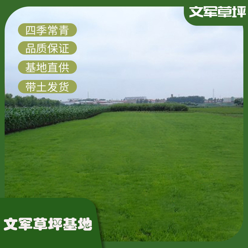 Bermuda Turf Dwarf Bermuda Lawn Is Suitable for a Wide Range of Units, Community Parks, Green Belts, Real Lawns