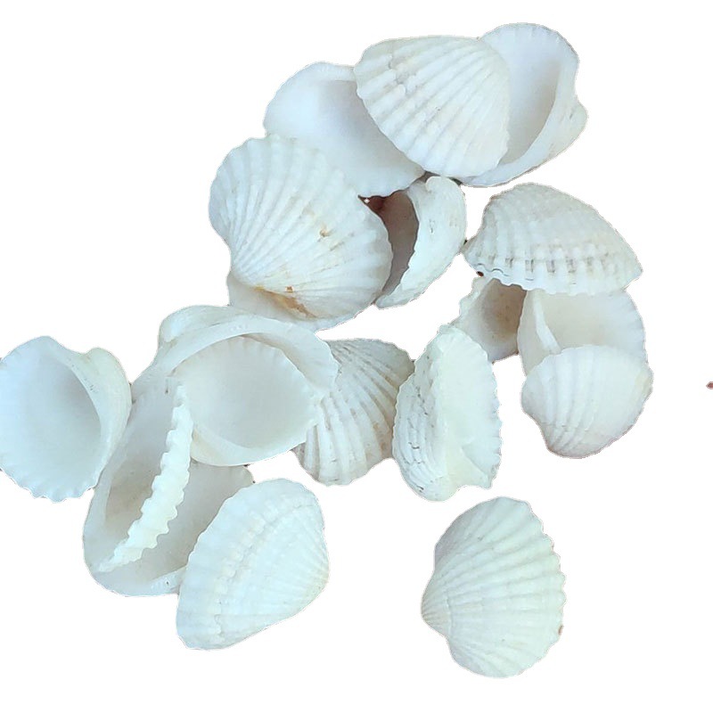 Natural White Shell Conch Fish Tank Small Accessories Vase Accessories White Scallop Small Ornaments Crafts 1-3cm