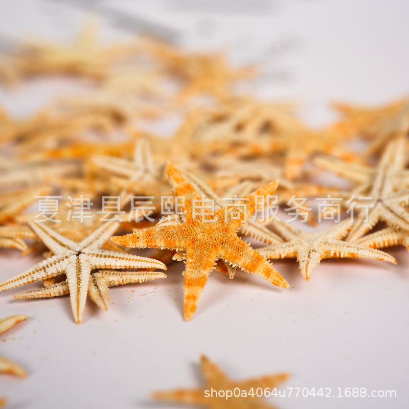 Натуральная раковина конха мини пятилучевая морская звезда ручной работы аксессуары для микландшафта декоративные ремесла