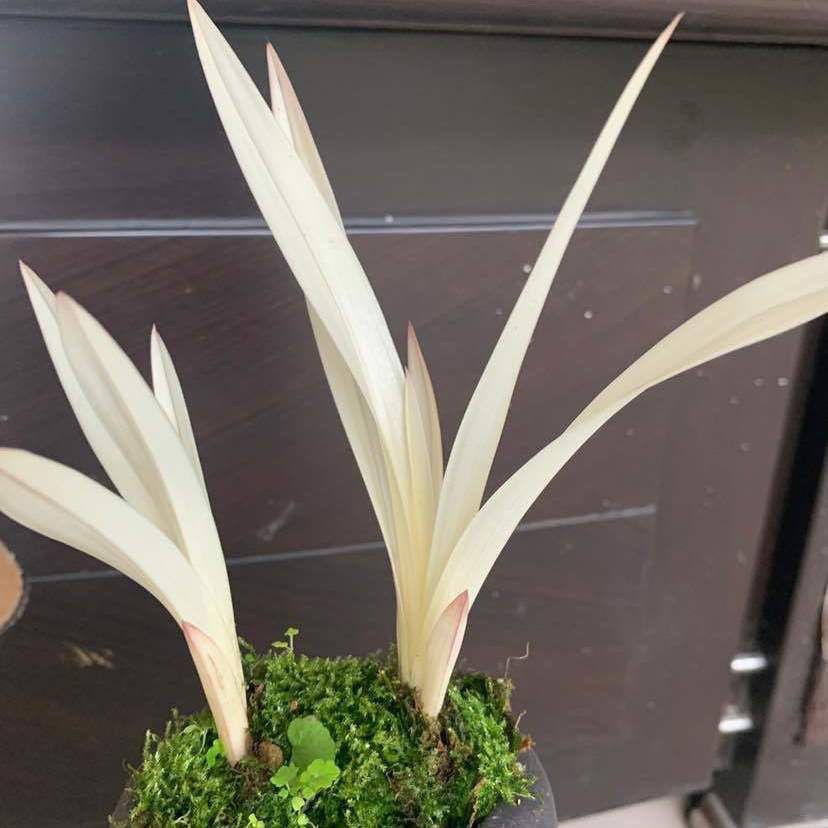 Специальная орхидея (цветная белая нефритовая) - сокровище сада, стоит собирать, подходит для комнатных растений в горшках