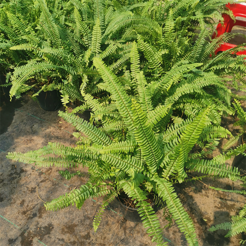 Potted Maidenhair Fern Garden with Evergreen Shade-Tolerant Ferns for All Seasons, Suitable for Flower Borders, Courtyard, and Balcony Plants