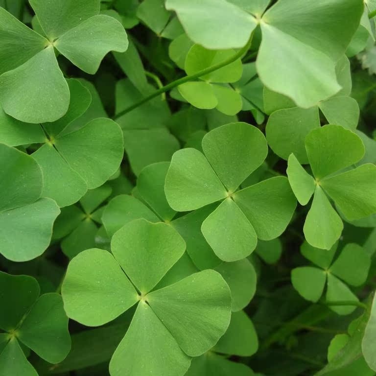 Продукт из сухих цветов, бластер для ювелирных изделий, четырехлистный клевер, зеленый лимон, нарезанный образец, тисненый, ручной резки фруктовый образец