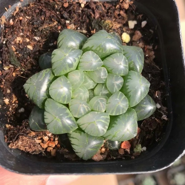 Ji Yulu Succulent Plant Batch Twelve Volumes Special Price about 3-5 cm 6.5cm Pot Real Photo