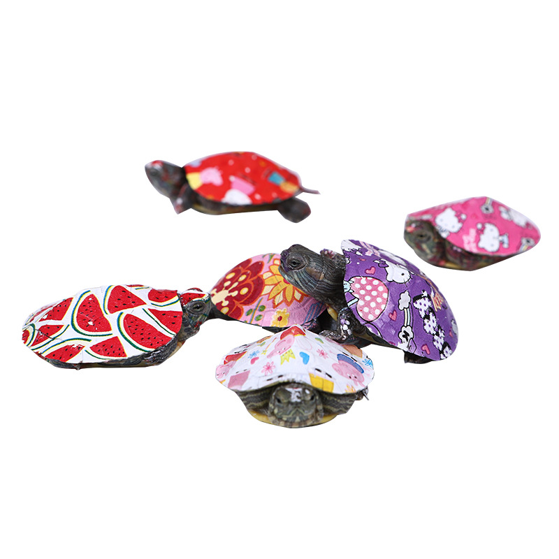 Net red stall artifact small turtle colorful Brazilian turtle living colorful cartoon turtle pet color turtle factory wholesale