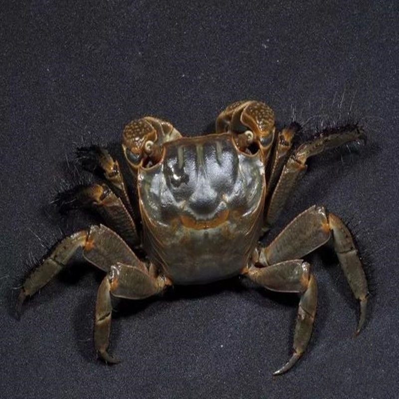 Crab, Chili Crab, General Crab, Ornamental Crab, Large Size, Cleaning, Algae Removal, Freshwater Crab, Ornamental Pet Desktop
