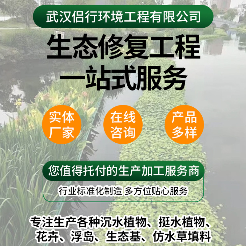 Malaysian Eye-Catching Submersed and Floating Plants Planted with Bamboo Leaves Eye-Catching Eye-Catching Plants Undertake Ecological Restoration Projects