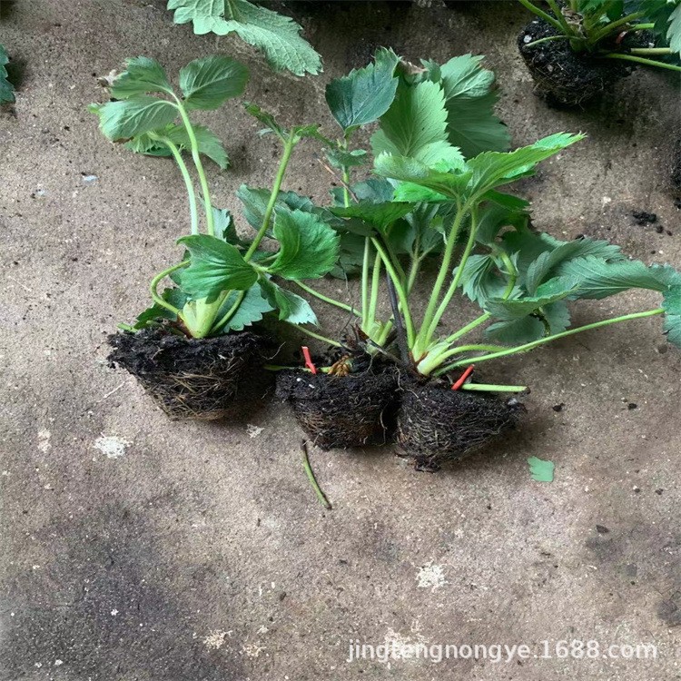 Wholesale Strawberry Seedlings, Miaoxiang No. 7, Strawberry Seedlings of Various Varieties, Plug Tray Strawberry Seedlings