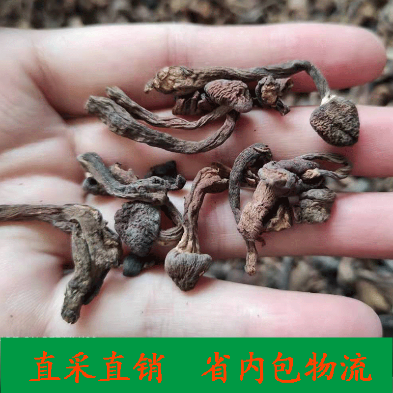 Сухие грибы лесного ореха из северо-востока 500г, грибы для куриного рагу, оптовая продажа, пакет с грибами для супа