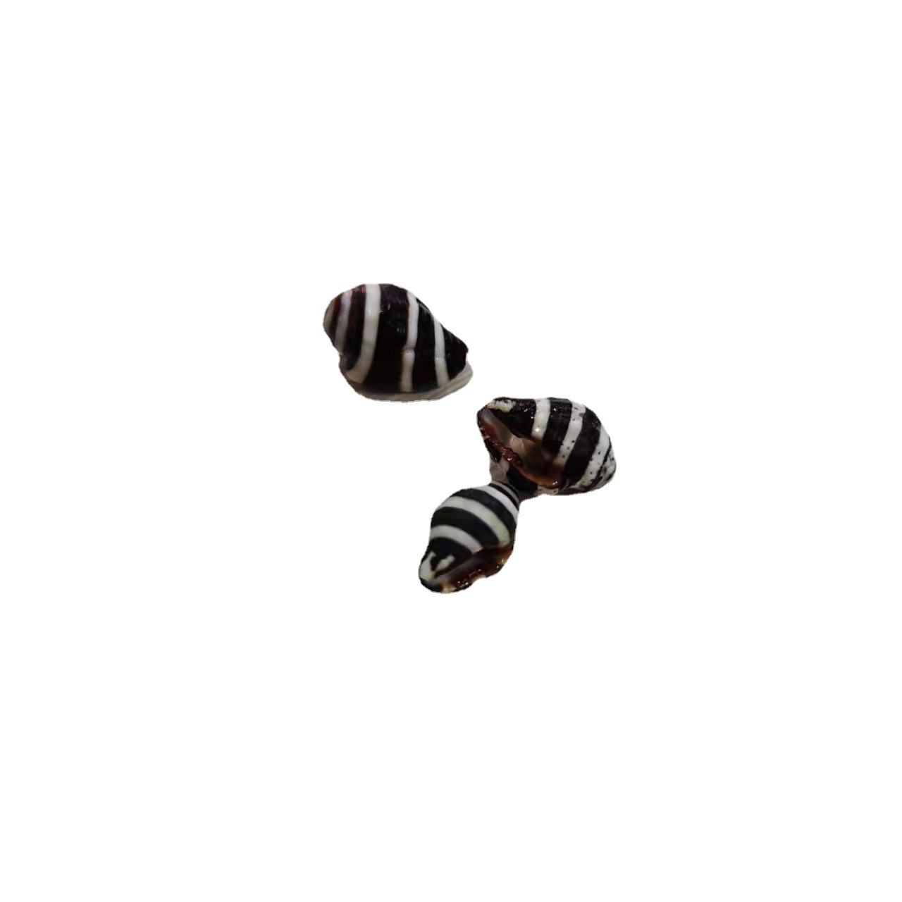 Striped Snail Millet Snail Natural Conch Shell 1cm Mediterranean Decoration Accessories Zebra Snail