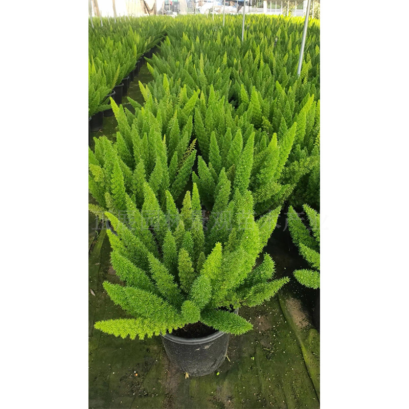 Wholesale Price of Fox Tail Asparagus, Loose and Breathable Soil, Drought-Resistant and Cold-Resistant, the First Choice for Landscaping, Large Quantity Discounts