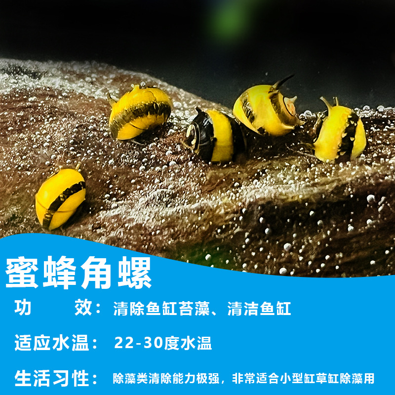 Beehorn Snail Ornamental Snail Apple Snail Black Diamond Egg Mysterious Golden Zebra Onion Cleaning Algae Removal Tool Snail