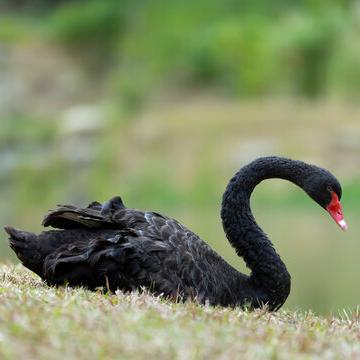 High-Quality Black Swan Chicks, Live Young Purebred Black Swan Seedlings, High Survival Rate, Batch Wholesale, Video Support