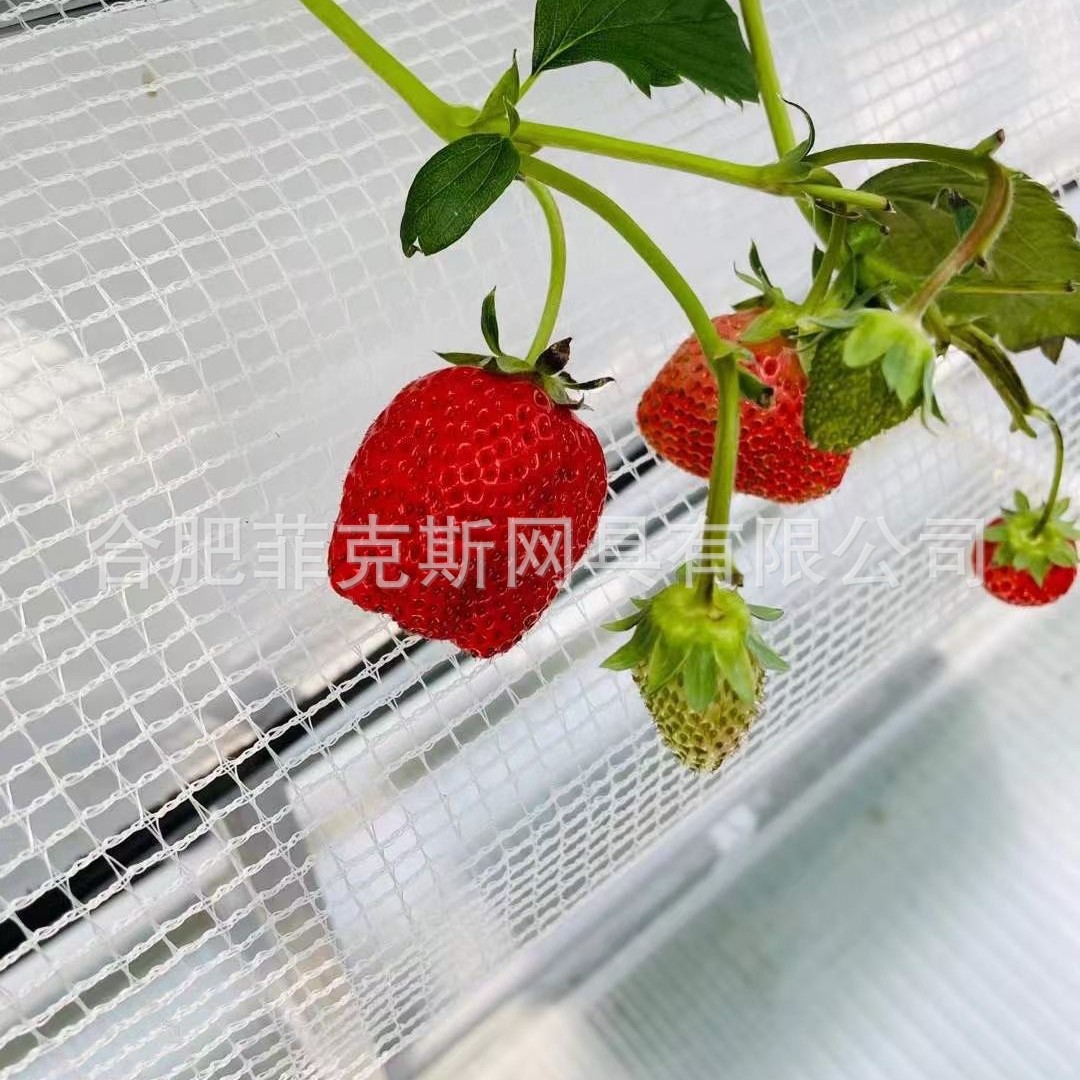 Новая белая сетка для поддержки клубники, специализированная изоляционная сетка, сетка для украшения теплицы