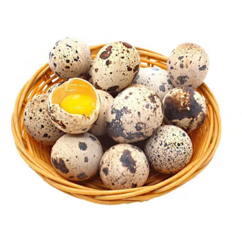 Fresh Quail Eggs and Multigrain Feeding, 100 Nutritious and Delicately Flavored Poultry Eggs Picked up and Shipped Now