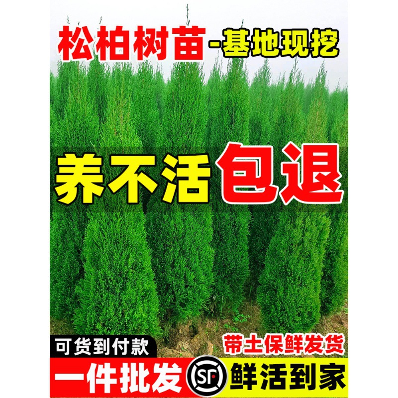 Саженцы сосны и кипариса, вечнозеленый кипарис, крупные саженцы, озеленение дорог, легкость в уходе