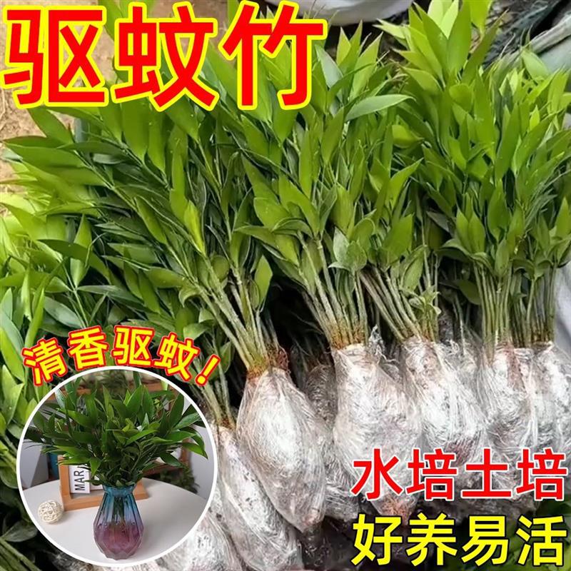Репеллент от комаров, бамбук и кедр, гидропонное растение, новое любимое средство от комаров, зеленое растение для дома, вечнозеленое круглый год
