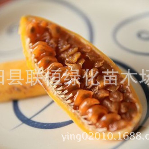 Banana Passionate Banana Passion Fruit Seed Banana Passion Fruit-Pink Flower Tropical Garden Passionate