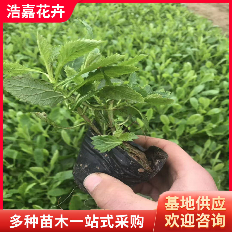 Ива вербена Цинчжоу, цветы на все сезоны, многолетние цветы вербены для морского использования, большой запас