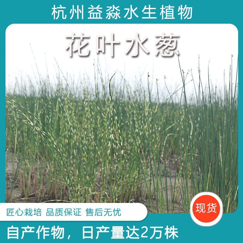 Цветы и листья лука-шалота питомник оптом многолетний водный растение происхождение оптовая продажа золотистый лук-шалот пятно оптом