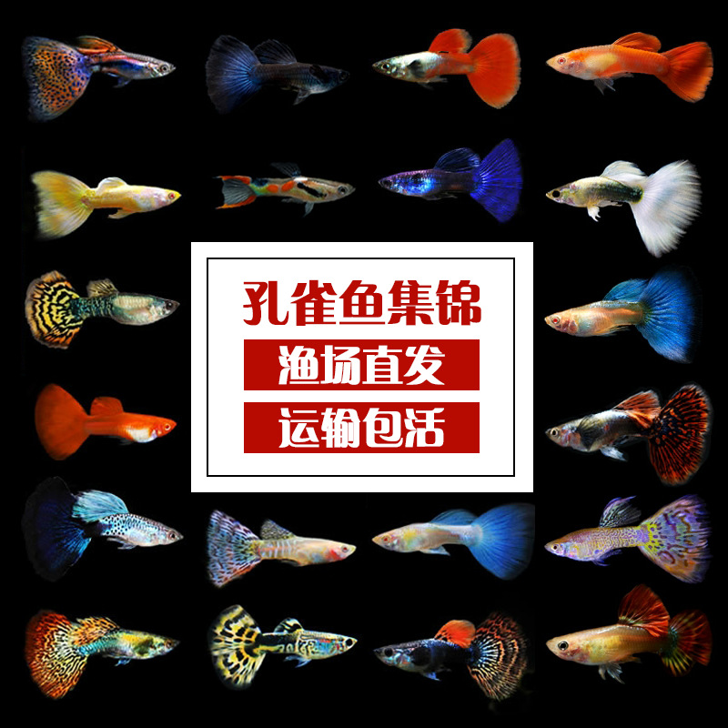 Tropical Fish Small Living Ornamental Fish Guppy Anchovies Brazil Red Fan Big Ear Lace Full Red Vivo Fish