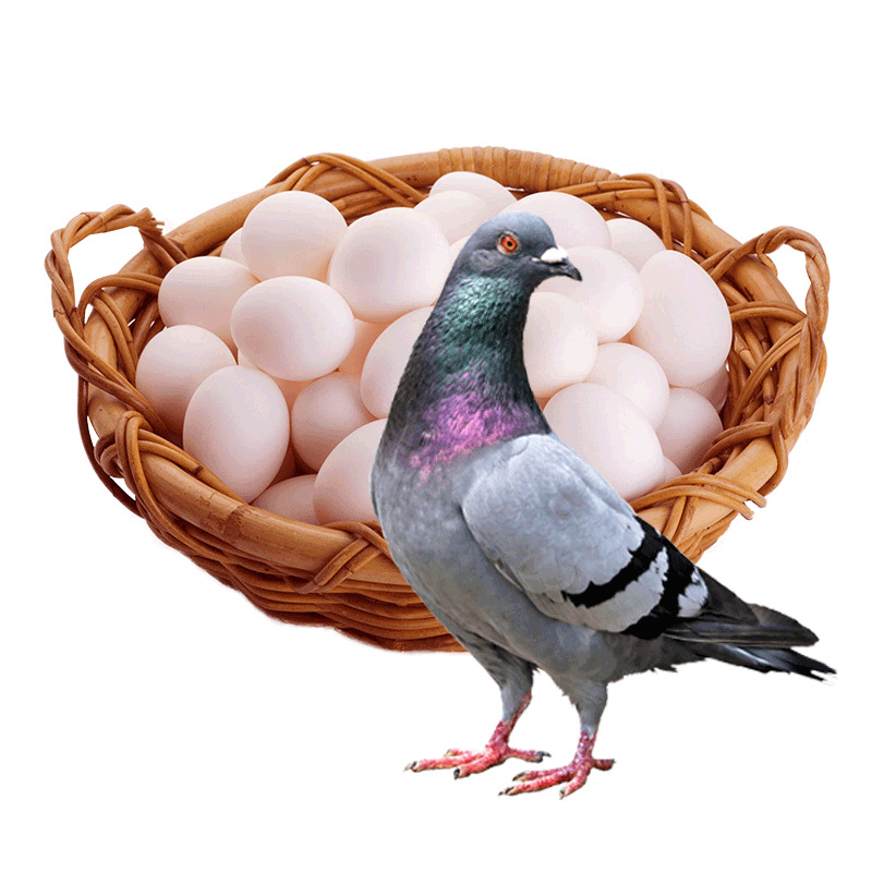 Zhejiang Fresh Pigeon Eggs Hengwo Genuine Multigrain Pigeon Eggs Farm-Raised White Pigeon Eggs 30 Pieces Individually Packed Non-Quail Eggs