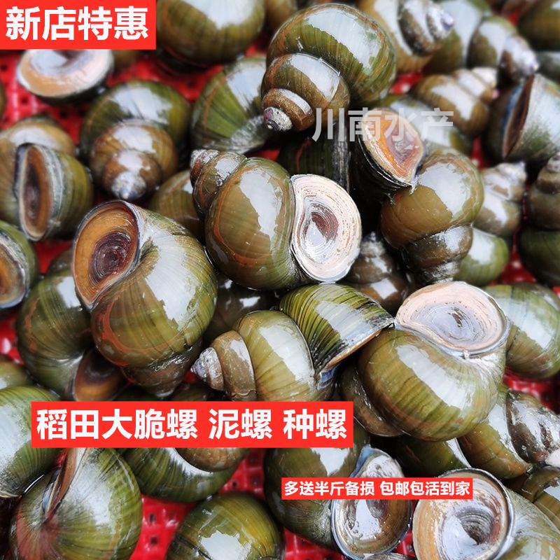 Свежие живые улитки с рисовых полей, рыболовные улитки, съедобные свежие улитки, декоративные улитки