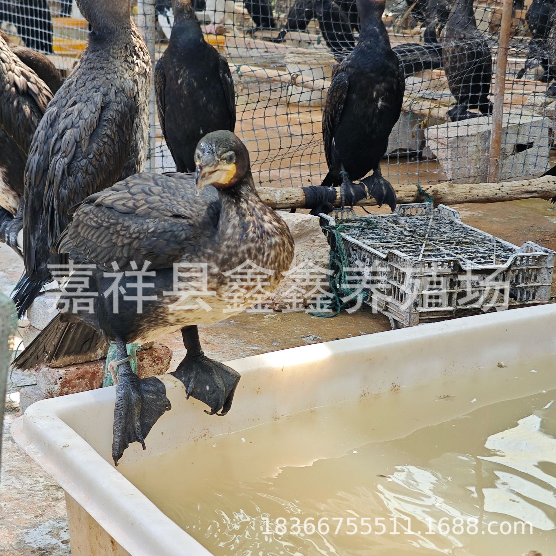 Live Cormorant Breeding Farm Sells Large Quantities of Fish-Catching Cormorants. Wetland Park Performance Fish-Catching Cormorant Seedlings Price