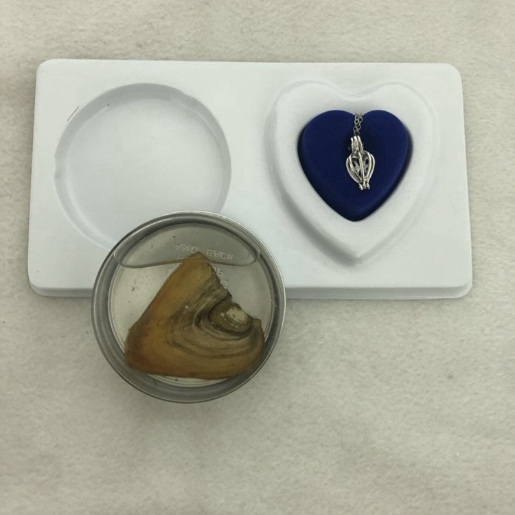 wish canned small clam one clam one pearl freshwater pearl clam wholesale clam canned gift box cage pendant set
