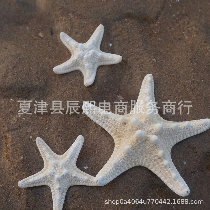 Натуральная раковина конха серия хлеб пять пальцев большая морская звезда образец домашнего коллекционного украшения оптом