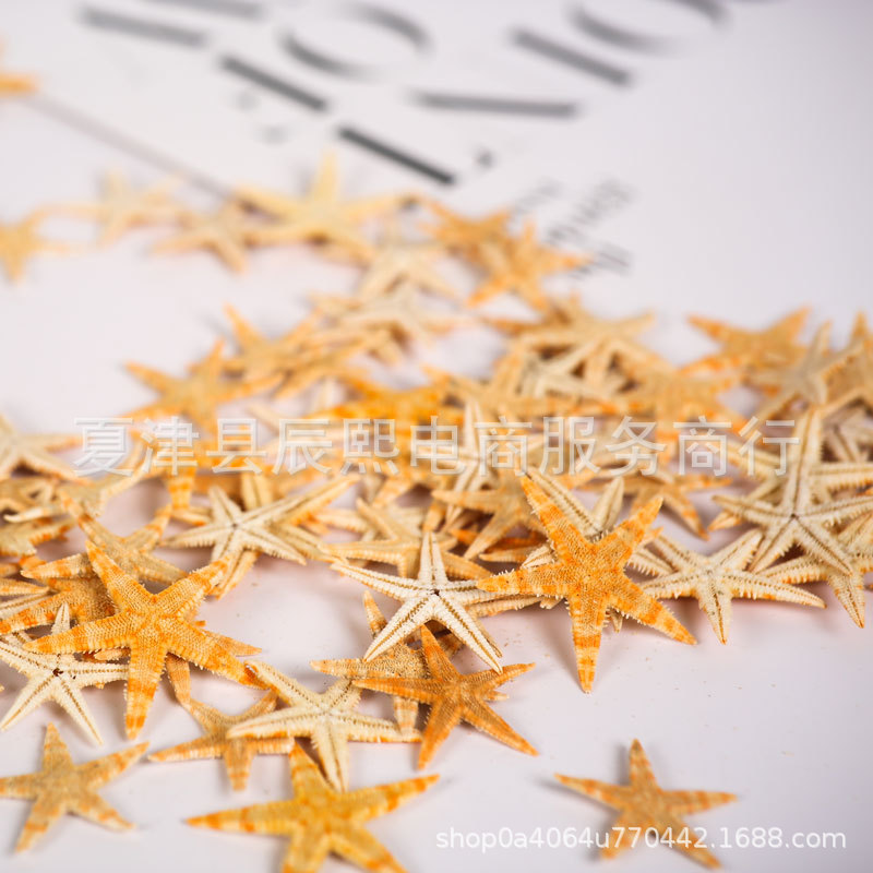 Natural Shell Conch Mini Five-Pointed Starfish Handmade DIY Accessories Micro Landscape Decorative Crafts Shooting