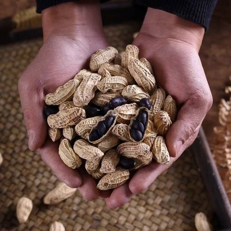 Shelled Black Peanuts, Original Raw Peanuts, Naturally Sun-Dried Black-Skinned Peanuts, Boiled Porridge, Soaked in Water to Nourish the Stomach, Black Peanuts Herbal Tea
