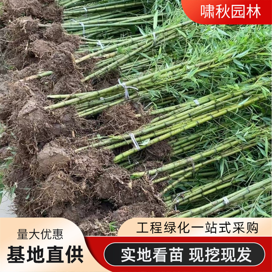 Green Bamboo Seedlings, Courtyard Cold-Resistant Bamboo Seedlings, Large Ornamental Bamboo Potted Plants, Evergreen Purple Bamboo, Golden Bamboo