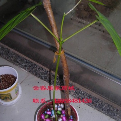 White Beans Love Beans Seed Micro Landscape Ornaments New Strange Mini Plant Crafts Student Science and Education Toys
