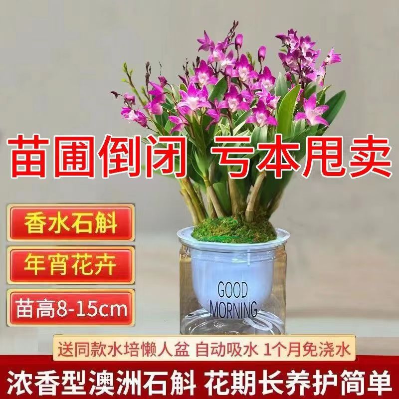 New Store with Many Flower Buds, Colorful Perfume Straight Hair Dendrobium Orchid Indoor Potted Plant with a Flowering Period of up to 2 Months