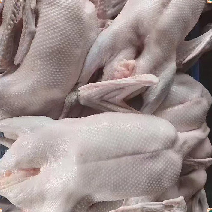 Freshly Slaughtered Black and Brown Goose. Hotel Supplies Ingredients. Cold Chain Transportation. Farmhouse Free-Range Goose. Whole Fresh Black and Brown Goose