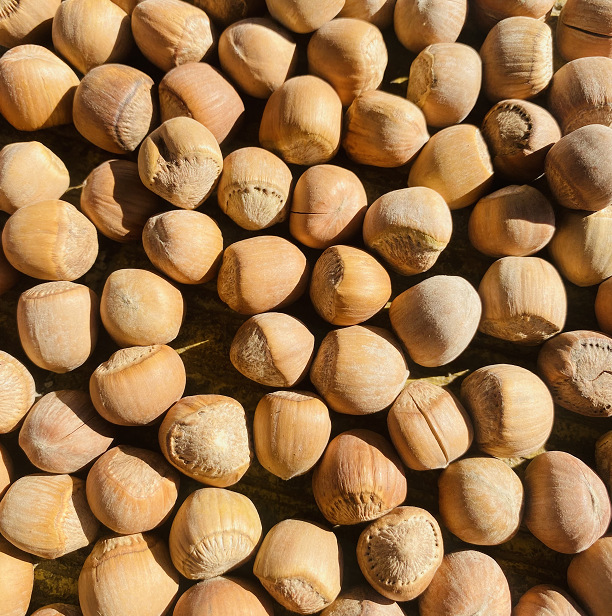 Original flavor New Daxinganling wild water leakage fire hazelnut full nuts not open snacks raw free shipping big kernel