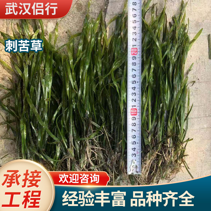 Шиповатая горькая трава, азиатская большая горькая трава, плотная шиповатая горькая трава, очистка качества воды, разведение плоской травы, оптовая база семян водных трав