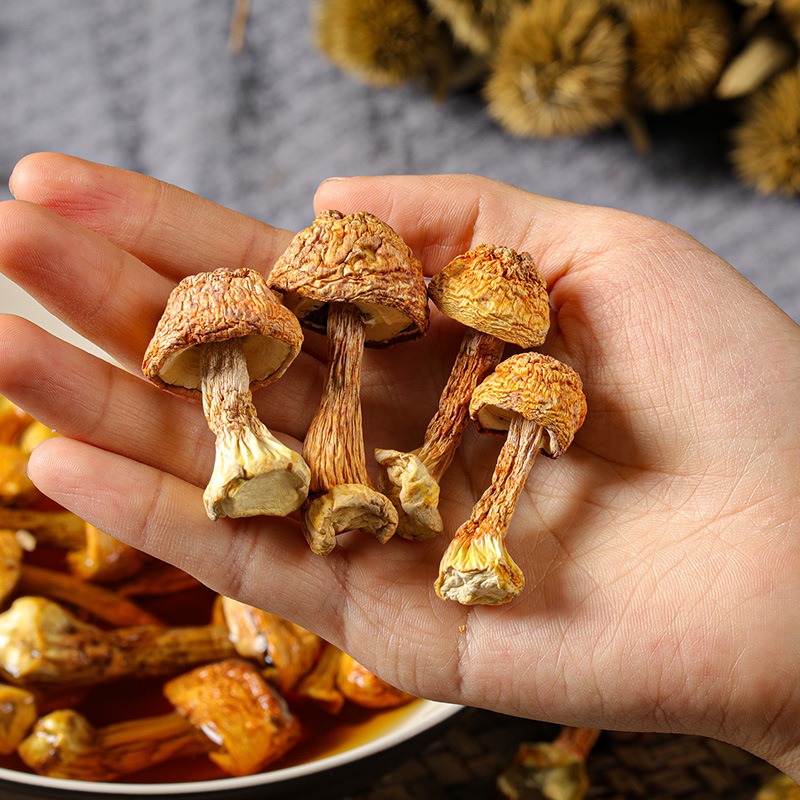 Wholesale on behalf of Agaricus blazei dry goods primary color Yunnan specialty Tricholoma matsutake Brazil mushroom sulfur-free no added new goods