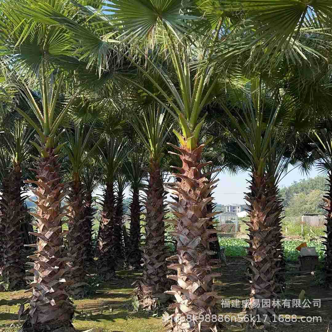 Fujian Huazhou Wholesale Jiangxi Old Man Palm Price Garden Greening Washington Palm Hubei Old Man Palm Tree
