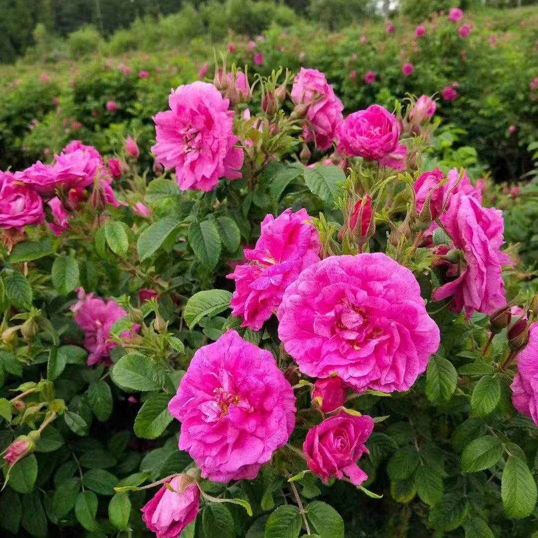 Питомник Ляонин, холодный аромат розы, роза четырех сезонов, многосезонная шиповниковая роза, холодный аромат желтой шиповниковой розы, цвет порошка три сезона