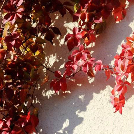 Wholesale climbing plant dijin five-leaf dijin creeper vine plant cold-resistant drought-resistant wall climbing master