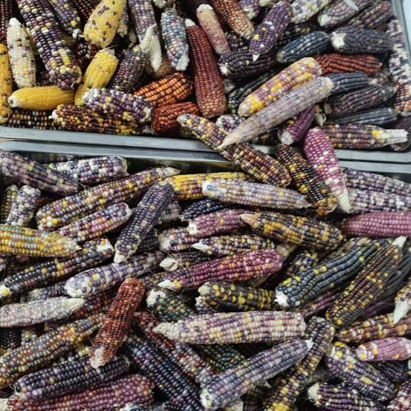 25 Years Mini Small Corn Hamster Molar Corn Golden Bear Rabbit Totoro Flower Branch Mouse Molar Snack Totoro