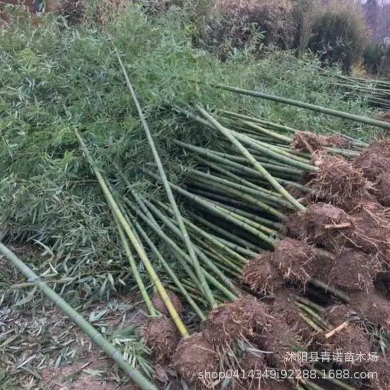 Оптовая продажа саженцев бамбука Филостахис Пубесценс, крупные саженцы для проекта озеленения, сейчас выкапываем саженцы бамбука