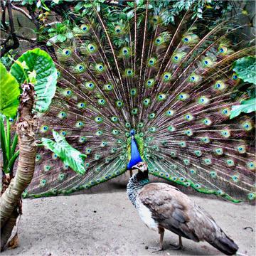 Where Can I Buy Blue and White Peacocks? Live Peacock Breeding and Selling Prices. Peacock Eggs and Meat Prices