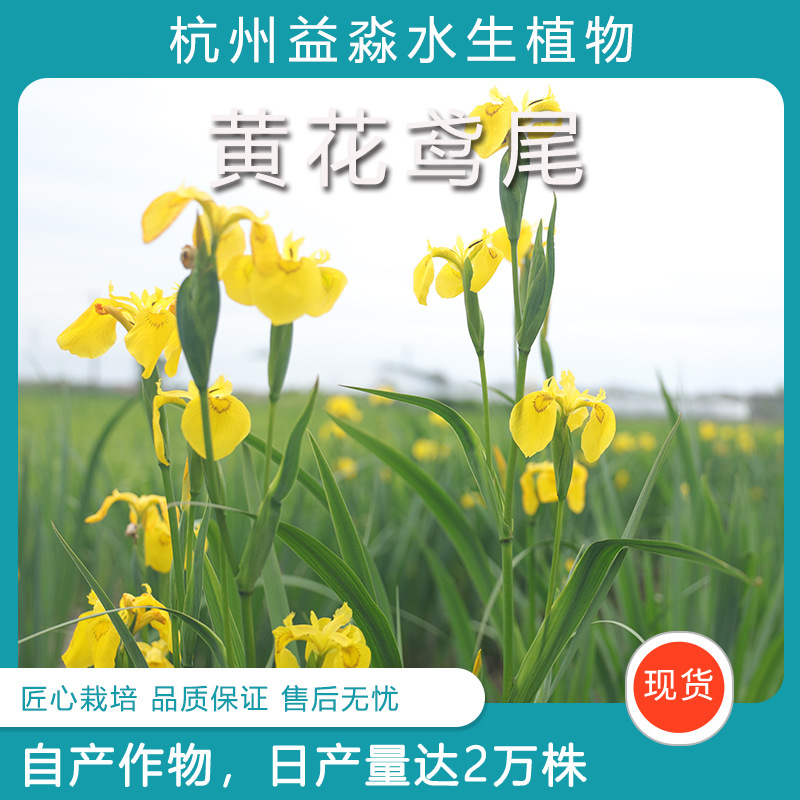 Желтый цветок ириса, желтый камыш, водные цветы, водные растения, рыбные пруды, растения для озеленения прудов, саженцы желтого камыша