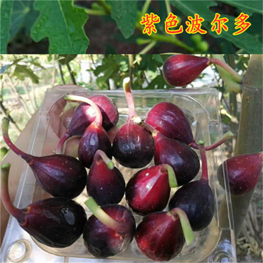 Violet Long-Handled Yellow Fig Saplings Extra Large Xinjiang Early Yellow Figs Planted in the North and South Will Bear Fruit in the Same Year