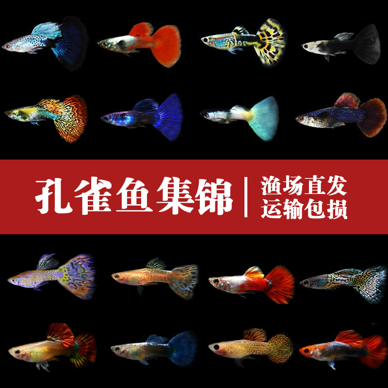 Tropical Fish Small Living Ornamental Fish Guppy Anchovies Brazil Red Fan Big Ear Lace Full Red Vivo Fish