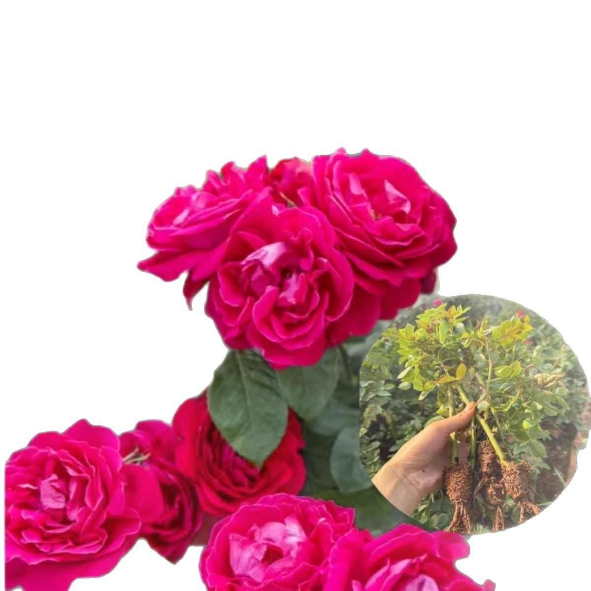 Wholesale Rose Seedlings Dianhong Edible Rose Seedlings Large-Flowered Fragrant Rose Rose Seedlings Base Direct Sales
